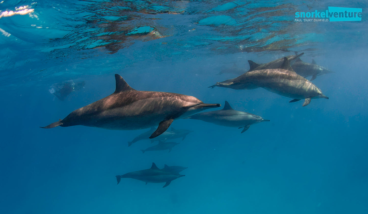 TG-7 Camera, Ikelite Housing, FCON-02 wide angle lens, adapter, Ikelite dome + flat port