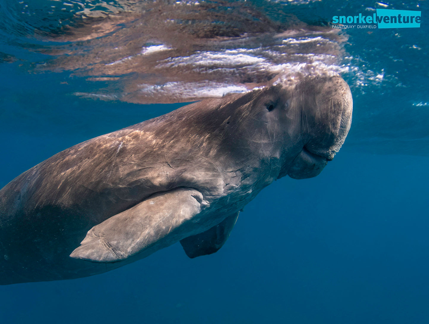 TG-7 Camera, Ikelite Housing, FCON-02 wide angle lens, adapter, Ikelite dome + flat port