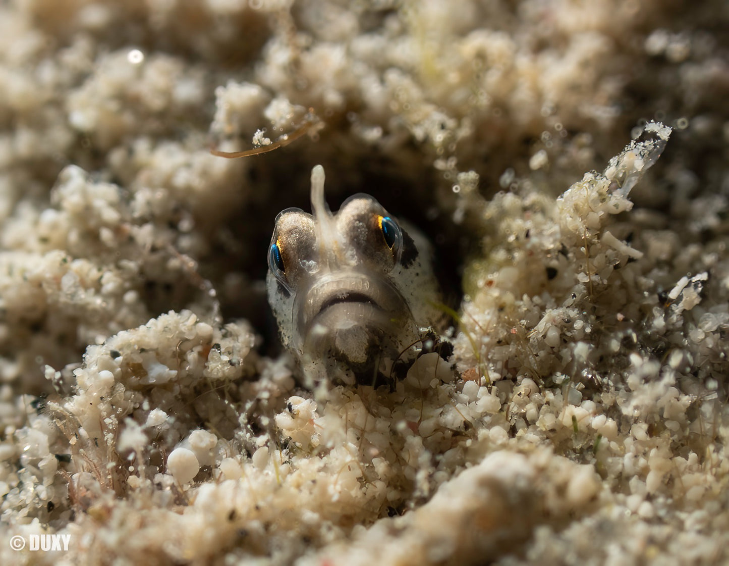 TG-7 Camera, Ikelite Housing, FCON-02 wide angle lens, adapter, Ikelite dome + flat port