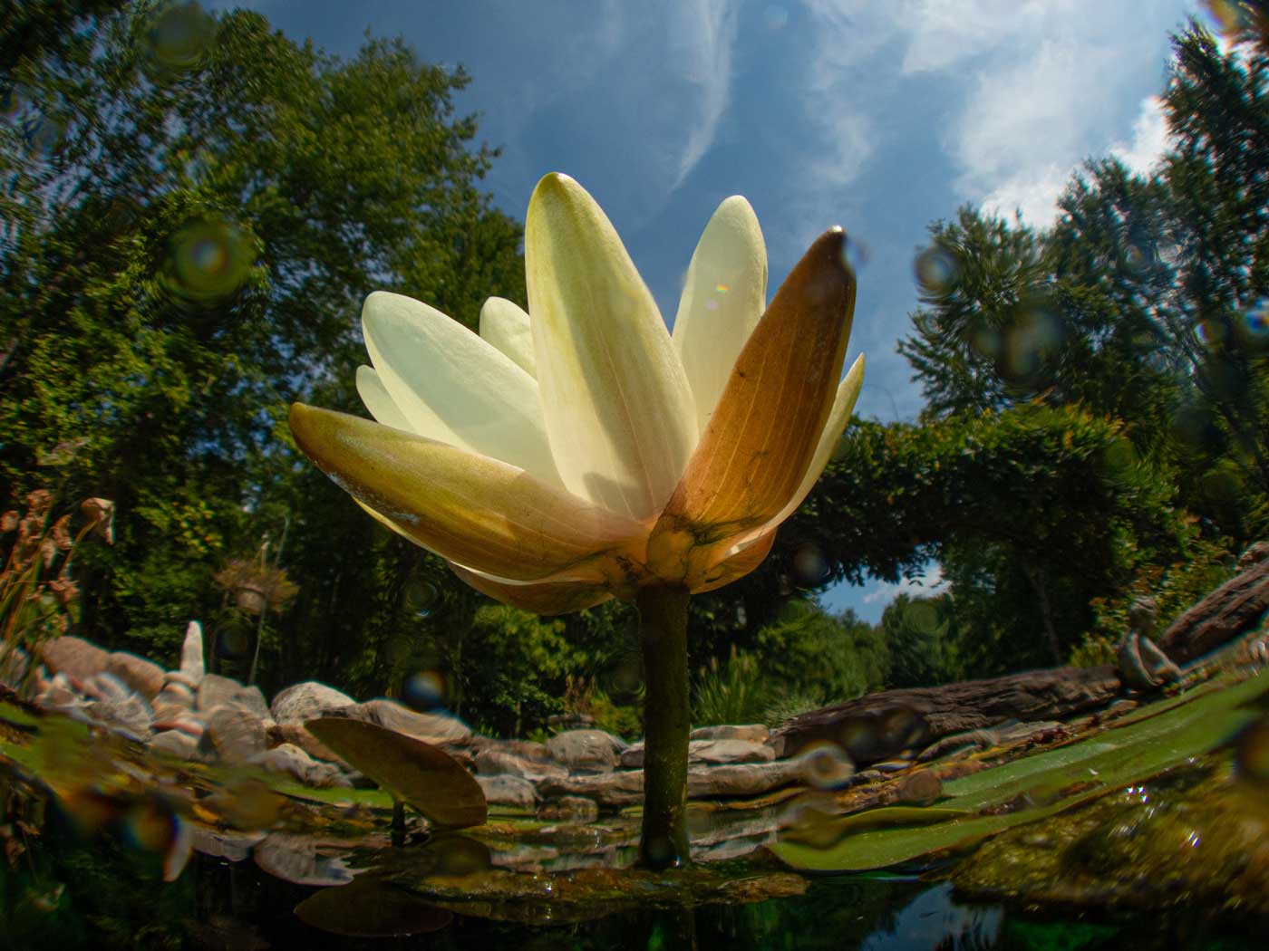 TG-7 Camera, Ikelite Housing, FCON-02 wide angle lens, adapter, Ikelite dome + flat port